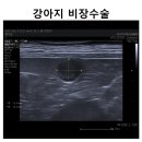 에스동물의료센터