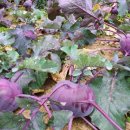 훈이네농장 이미지