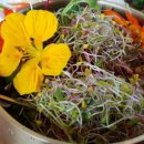 남연허브 이미지