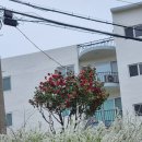 산청한방오리 이미지