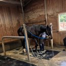 덕소 승마클럽 이미지