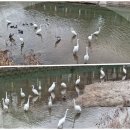 우이천변3(한일병원) | 감기로 얼룩진~새해 1월일지