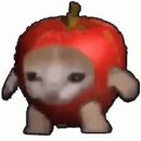 해피캣 이미지