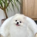 클라우드독 미용실 이미지