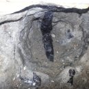 꽃분이PC 이미지