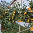 강창민농장 이미지