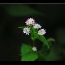 희망의 꽃 이미지