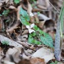 민둥뫼제비꽃 Viola tokubuchiana var. takedana (Makino) F. Maek. 이미지