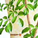 해피트리 이미지