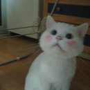 몽실몽실 이미지