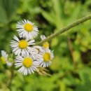 약진로변 이미지