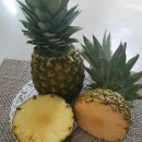 파인애플 이미지
