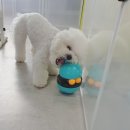 파파퍼피 DOG하우스 이미지