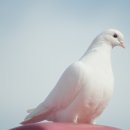 새