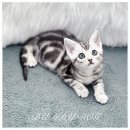 드림독 강아지 고양이 안심분양센터 시흥점 | 인천고양이분양, 직접 비교해보니 기준이 달라진 버디독 인천점 후기