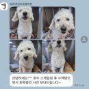 송파데일리동물병원 | 송파데일리동물병원 만 9세 강아지 첫 건강검진(준비사항, 검진결과)