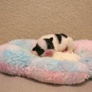 타이니켄넬 이미지