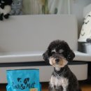 푸치푸치 | 네츄럴코어 푸치앤머트 사료, 다이제스천 급여 후기