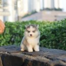 미니펫 강아지분양 고양이분양 부천점 이미지