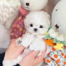 해피애견타운강아지분양서울본점 말티푸 미니비숑프리제 포메 | 서울강아지분양 예쁜 비숑프리제 만나는 꿀팁!