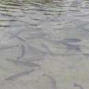 구천동송어마을 이미지