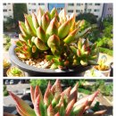 비버리힐 이미지