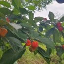 오빠야농장 이미지