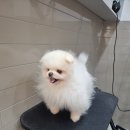 링크동물의료센터 이미지