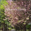 자연-꽃 | 춘천 겹벚꽃 명소 강원특별자치도립화목원 방문후기