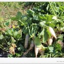 아홉사리농장2 이미지