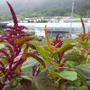 아마란스 이미지