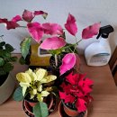 포인세티아3종 목기린초 이미지