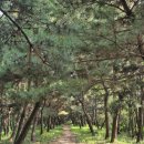 늠내길4코스 바람길 | 시흥 늠내길 4코스 바람길