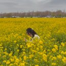 사덕상리 | 부산 유채꽃 벚꽃축제 4월 꽃구경 하기 좋은 대저생태공원 실시간 개화모습