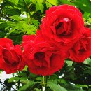 인천공촌초등학교 이미지