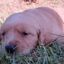 초로동물병원 이미지