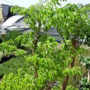 행복나무 이미지