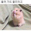 케이오복싱 이미지