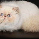 묘랑나랑 이미지