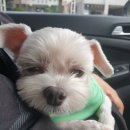 당당하개 이미지