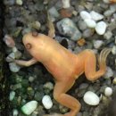 개구리PC 이미지