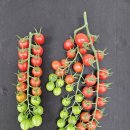 나이스토마토 이미지