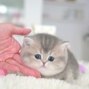 부산고양이분양 모나미네코 해운대본점 이미지