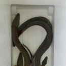 대물장어 이미지