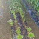 대랑농장 이미지