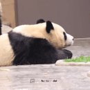 루이바오🐼: 엄마가 낳아준 내 디딤돌💜🩷 이미지