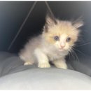 주식회사 도그마루강아지고양이분양전문영남 | 대구강아지분양 고양이분양 도그마루에서의 특별한 입양 경험