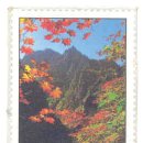 단풍나무 이미지