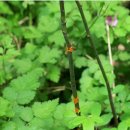 식물 질병인 녹병(Rust fungus) 이미지