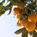 도마령영농조합법인 이미지